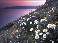 pic for  Wildflowers, Guernsey Channel Islands